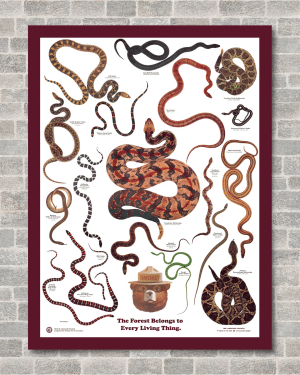 Snakes Of The Forest Poster